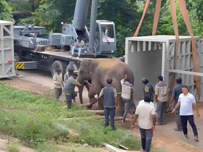 Expertos condenan envío de elefantes de India a Japón por intercambio de zoológicos