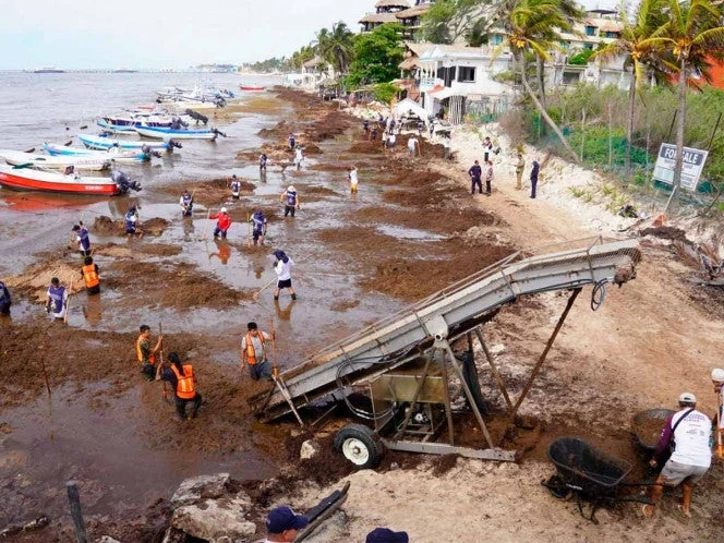 Gobierno alista captación de sargazo en altamar para generar biogás
