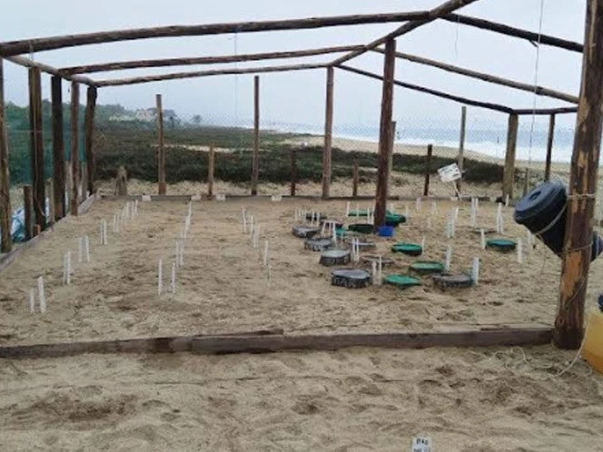 Santuarios tortugueros quedaron dañados tras el paso del huracán Erick