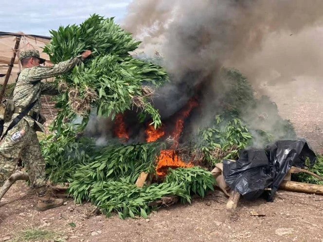 Ejército y Fuerza Aérea mexicanos destruyen 197 plantíos el miércoles 