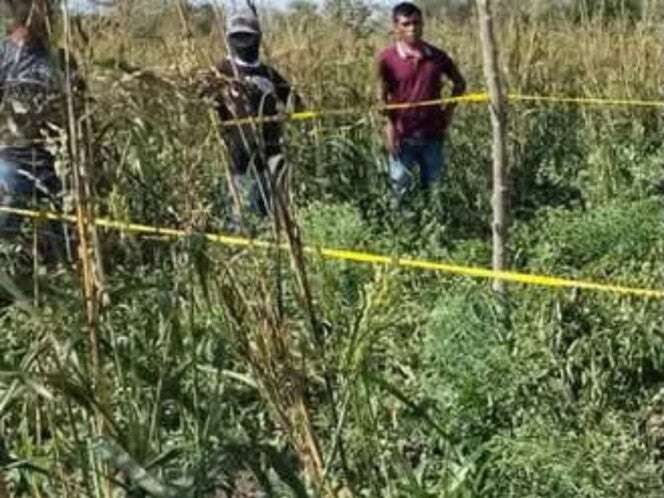 Tractor mata a bebé de un año; sus papás la dejaron dormida en un maizal