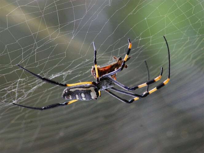 Señor pierde pierna tras ser mordido por una araña