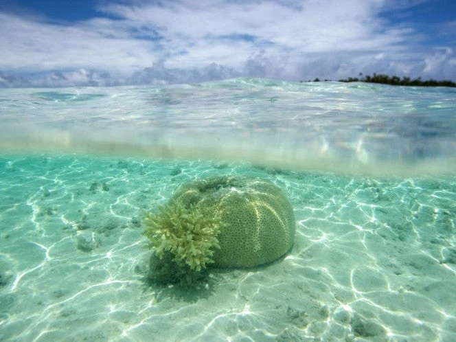 Ocho meses solo en una isla polinesia para repensar la conexión con la naturaleza