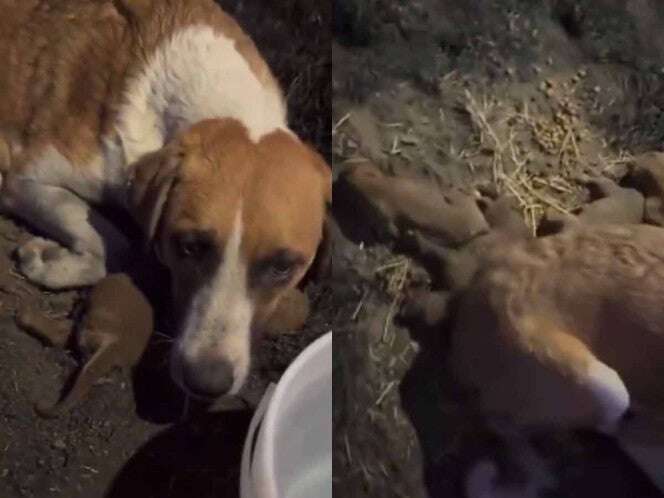 Perrita se resiste a despegarse de sus cachorros que fueron quemados vivos en Puebla