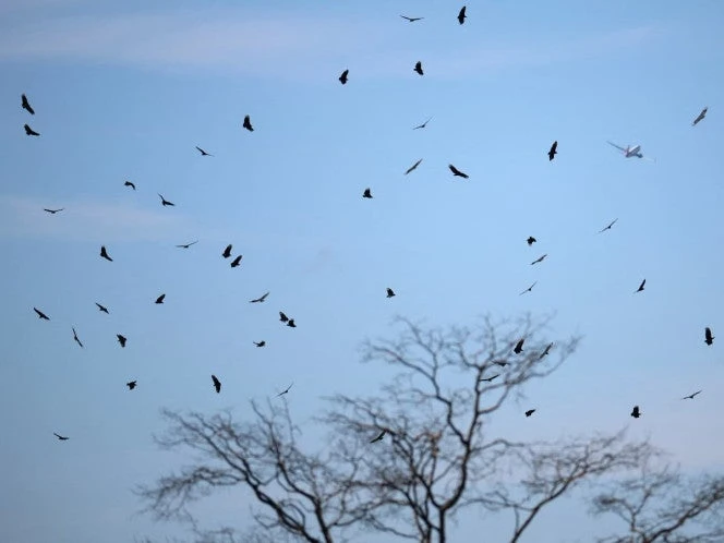 Brasil, el mayor exportador de pollos en el mundo, sufre una crisis sinigual