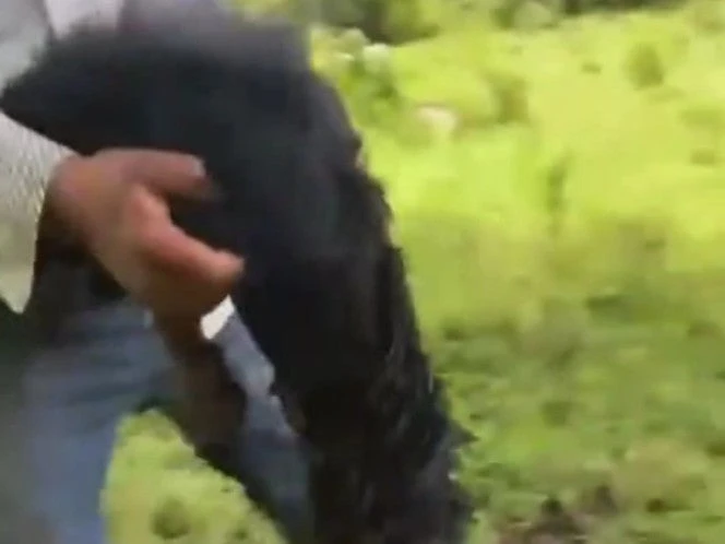 Entre ‘risas’ dos sujetos cometen maltrato animal en Hidalgo 