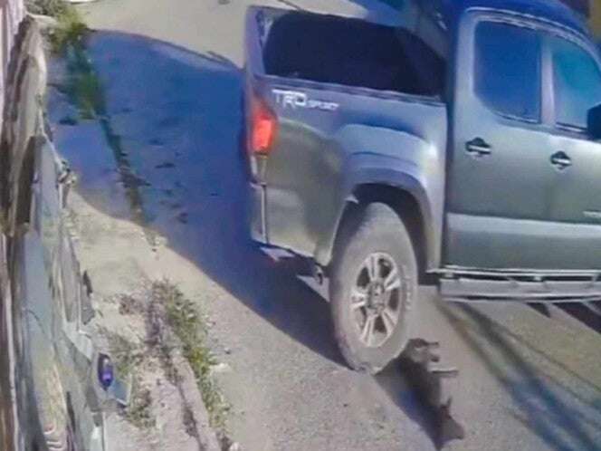 Conductor atropella a una perrita en Kanasín, Yucatán; intentó aplastarla repetidamente