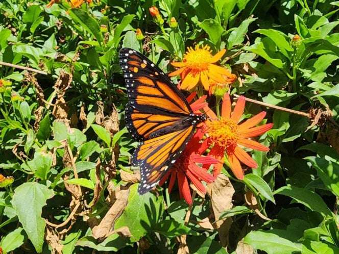 Vuela mariposa Monarca de regreso a EU y Canadá después de hibernar en México