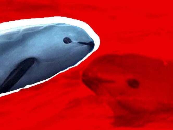 México queda mal parado ante CITES por no cumplir con protección de vaquita marina