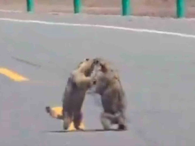 Adorable pela de marmotas provoca atasco en carretera de China