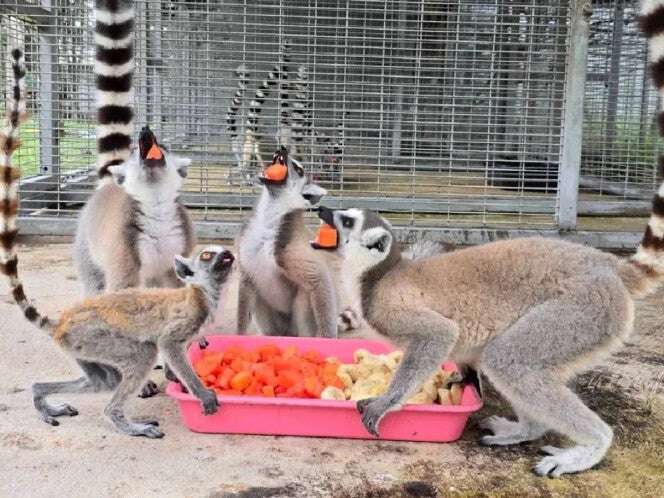 Tailandia repatriará a Madagascar mil animales en peligro de extinción