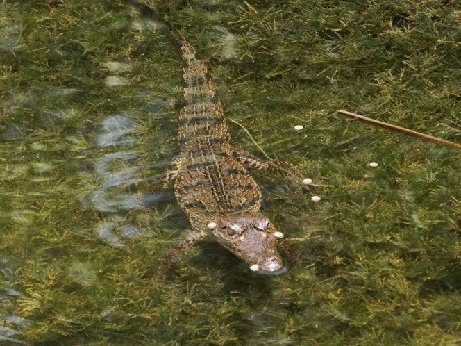 Cocodrilo ataca a niño en laguna de Oaxaca