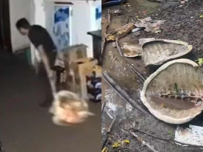 ¡Indignación en Puerto Vallarta! Denuncian matanza de tortugas y saqueo de nidos en Boca de Tomates | VIDEO
