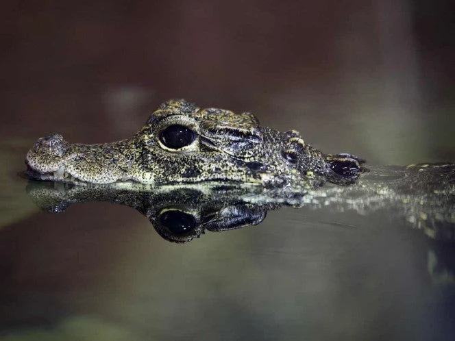 ¡Increíble hallazgo! Descubren dos nuevas especies de cocodrilo en México