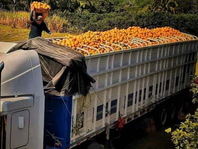 Sequía obligó a jugueras en Veracruz a importar naranja de Centroamérica