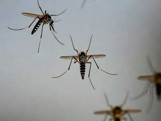 El dengue, una amenaza que crece en Hidalgo