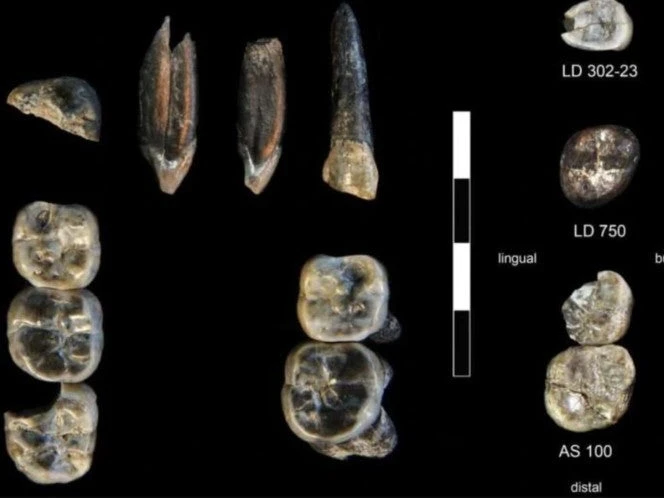 Encuentran en Etiopía dientes de un ancestro humano nunca antes visto
