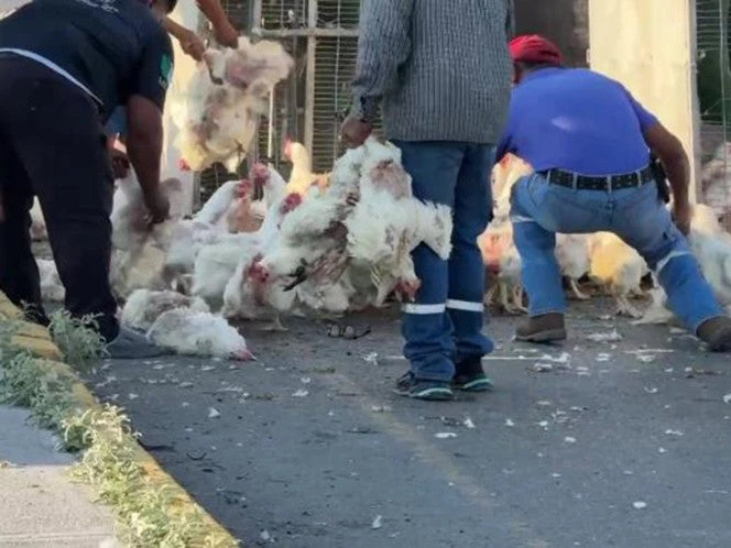 ¡Pollitos en fuga! Pobladores roban gallinas de tráiler volcado