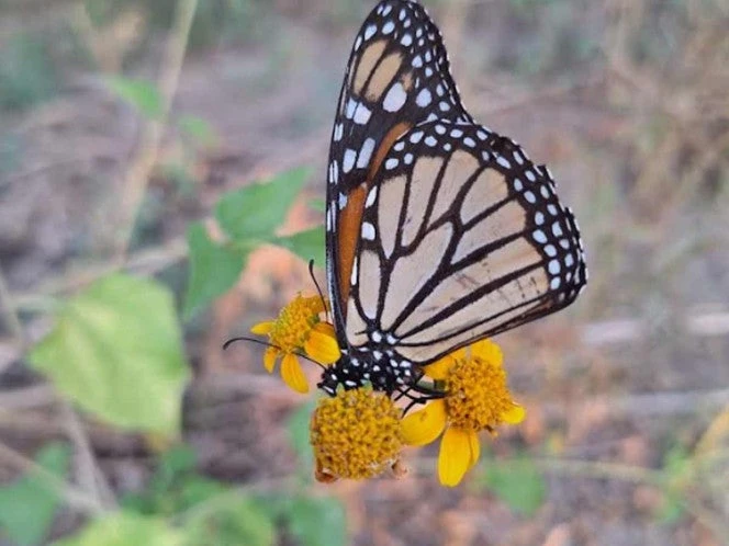 Comenzó migración de Mariposa Monarca a México ¡El espectáculo de la vida!