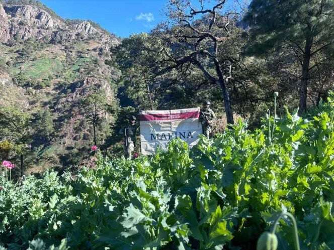 Semar destruye plantíos de amapola en Nayarit, estado productor de droga