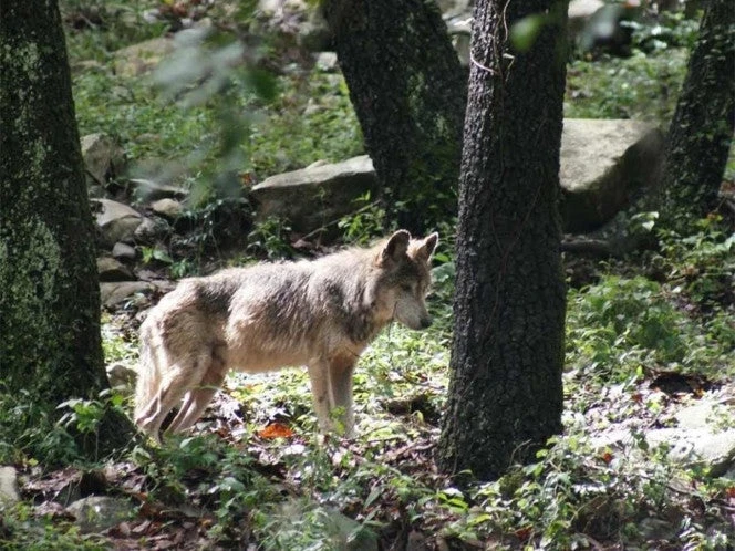 FOTOS: Lobo Mexicano pronto volverá a aullar libremente en Durango