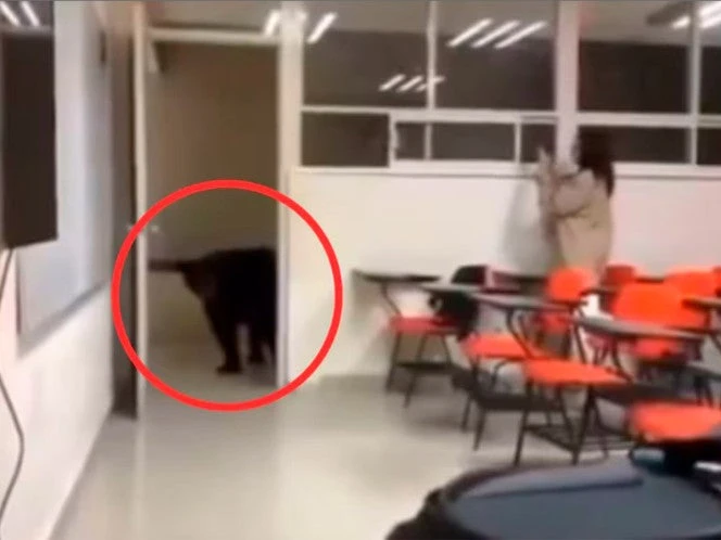 VIDEO: Oso se adelanta al regreso a clases; invade salón NL