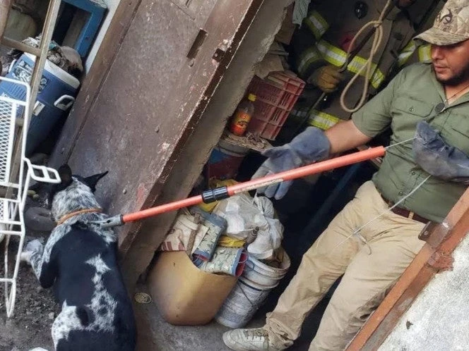 Perros atacan y matan a una bebé en Tamaulipas