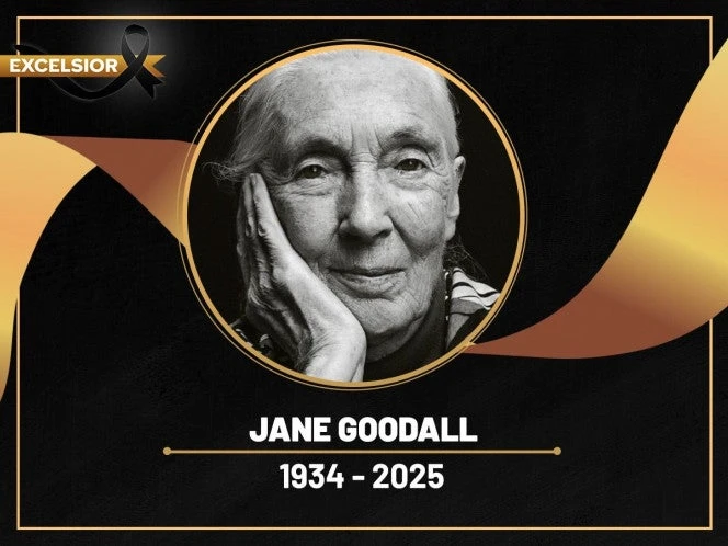 Muere Jane Goodall, la eminente primatóloga que narró la vida de los chimpancés