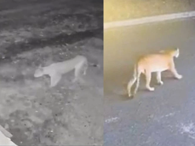 VIDEO: Avistamiento de puma en Nuevo León; autoridades piden no alarmarse