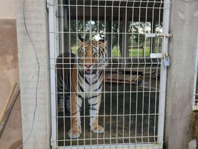 Rescatan a tigre de bengala tras cateo en rancho de Chiapas 