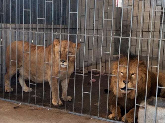 León y leona son rescatados durante cateo en Puebla