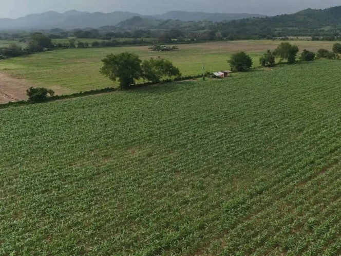 Continua a la alza importación de granos y oleaginosas en México