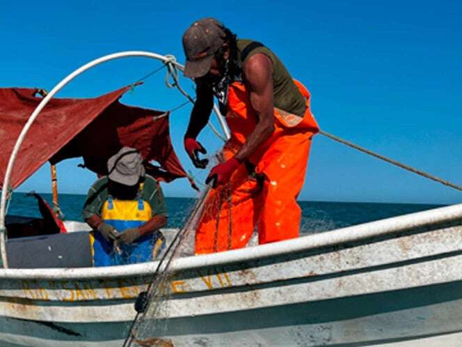 Piden pescadores a CITES construir acuerdos reales para vaquita marina