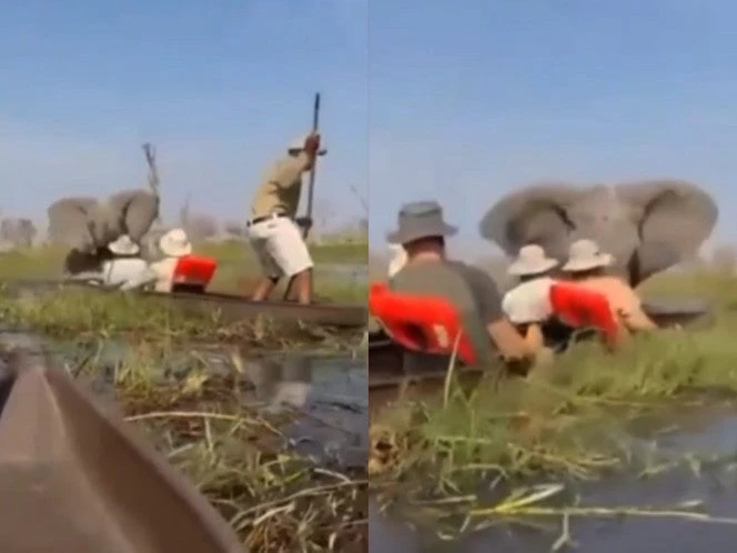 Elefante enloquece y ataca a turistas de safari en Botswana | VIDEO 