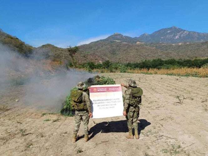 Semar destruye 30 toneladas de marihuana en Durango