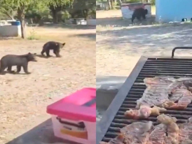¿Se armó con todos? Osos llegan a la carnita asada de una familia en Nuevo León | VIDEO