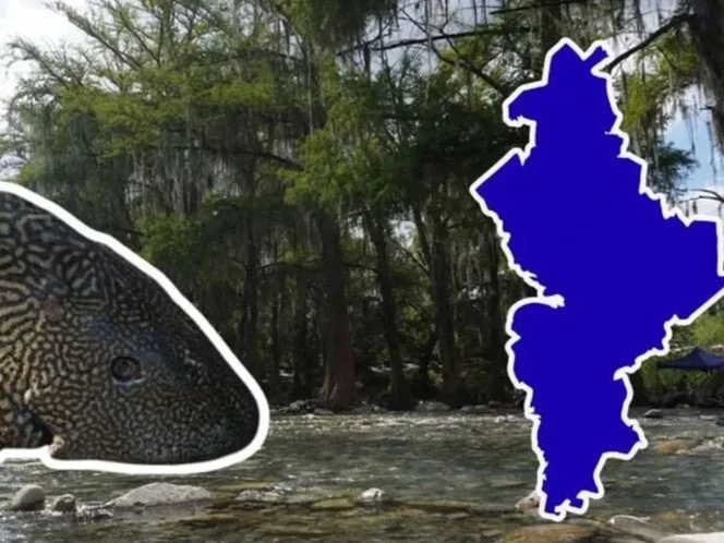 Pez diablo reaparece en presa de Nuevo León
