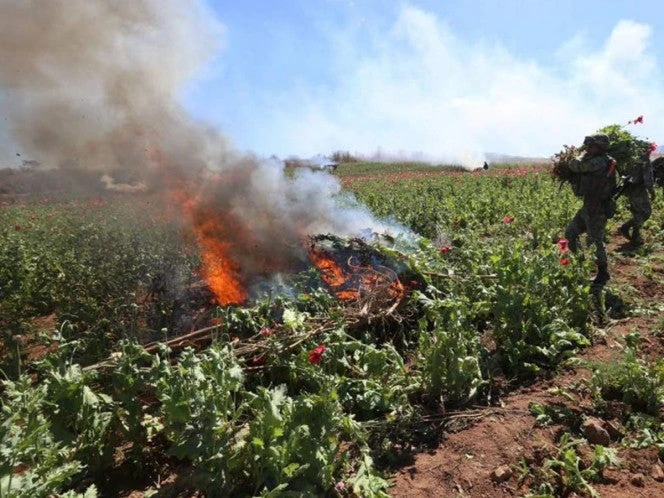 Ejército Mexicano destruye 172 plantíos de amapola y mariguana en cinco estados 