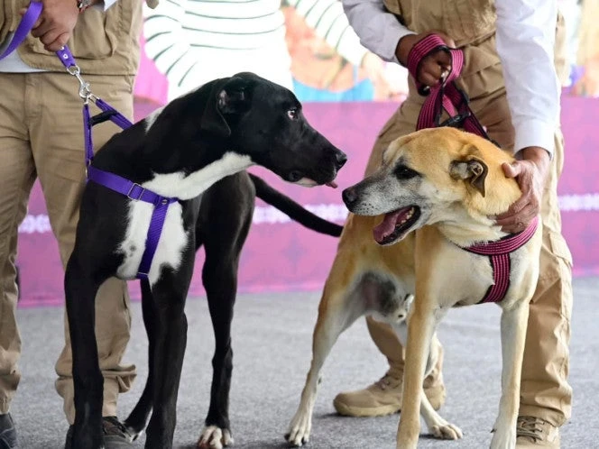 En Atlacomulco, mascotas rescatadas encuentran esperanza y atención médica