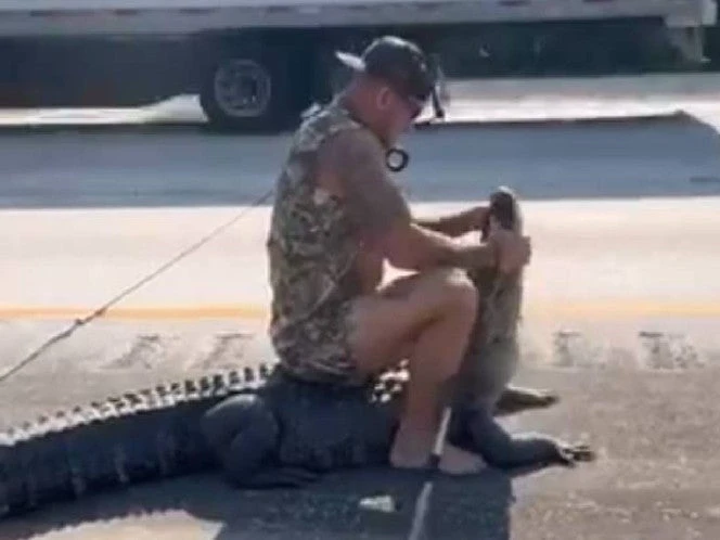 VIDEO: Hombre se enfrenta descalzo a un caimán que bloqueaba el tráfico