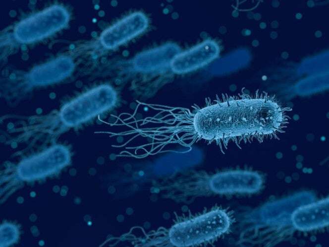 Bacteria Klebsiella oxytoca: ¿qué es, síntomas y cómo se puede contraer?