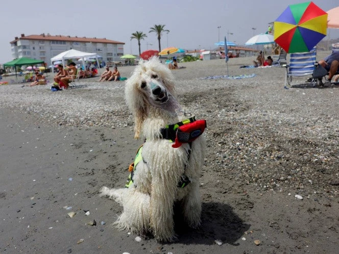 La UE adopta reglas por el bienestar de los perros y gatos