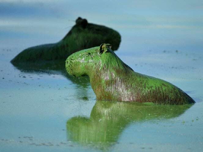 Aparecen capibaras pintados de verde por cianobacterias en Argentina. VIDEO