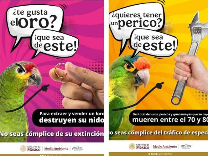 ¡Periquitos NO son mascotas! Profepa lanza campaña tras robo viral