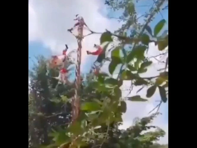 Caen voladores de Papantla durante danza ritual en Veracruz; hay cinco heridos
