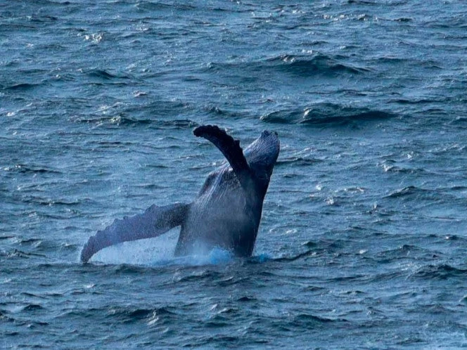 Dónde ver ballenas jorobadas en Michoacán; guía con playas, fechas y consejos