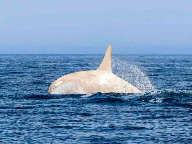 Orca albina sorprende frente a Japón; fotógrafo capta su salto en un momento único