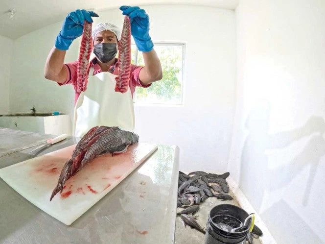 Pez diablo gana terreno y ‘nada’ a la exportación; acapara 80% de las capturas en Tabasco