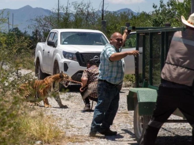 Capturan a tigre que deambulaba en Salinas Victoria, Nuevo León