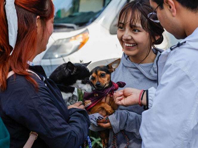 Exhortan a no regalar 'michis y lomitos' en época decembrina; 'no son juguetes'